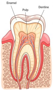 A chart outlining the anatomy of a tooth.